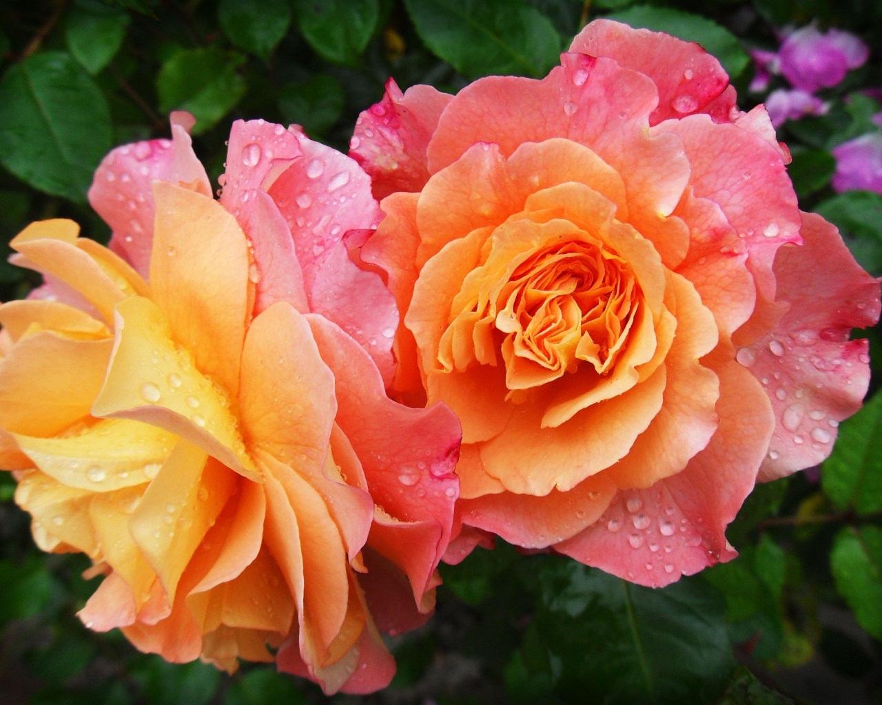 Две розовых розы в каплях воды вблизи