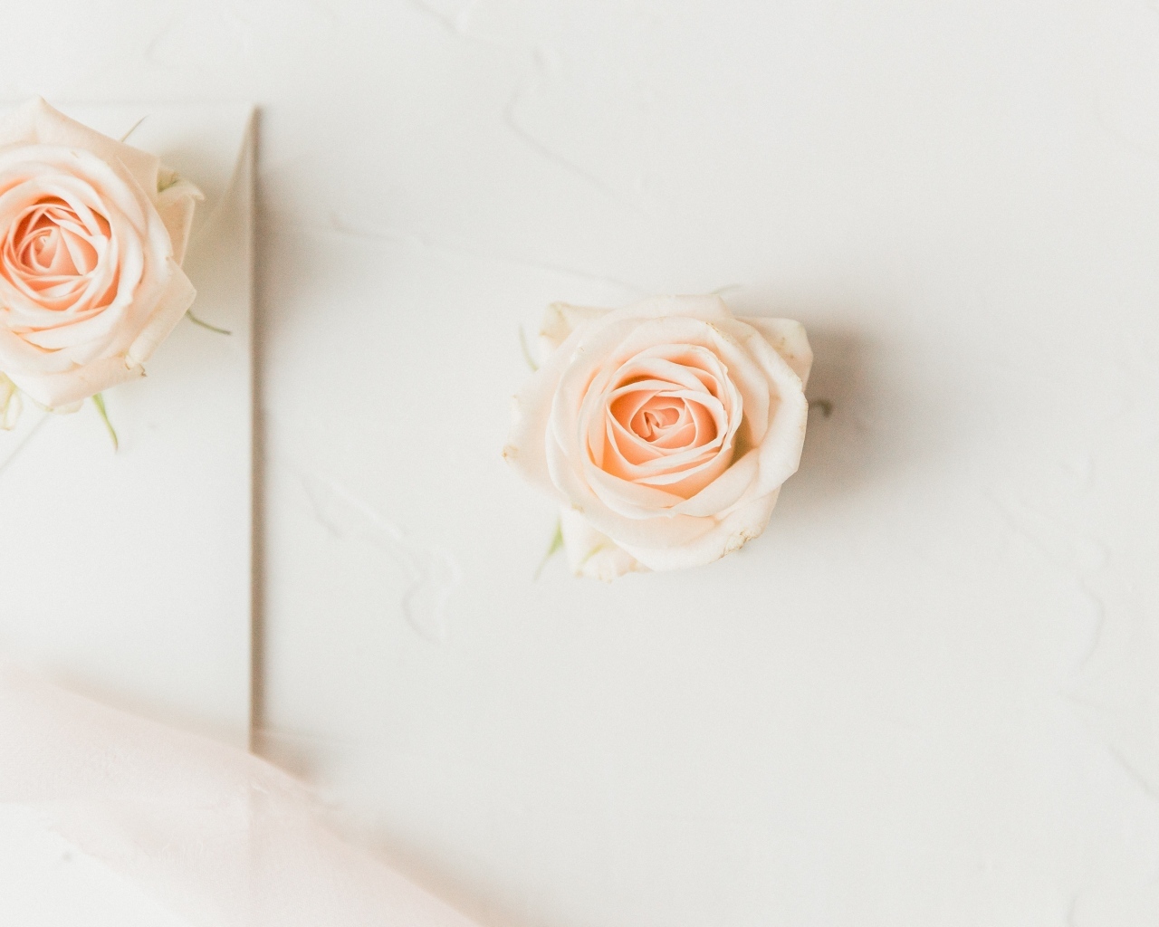 Две розовые розы на белом фоне