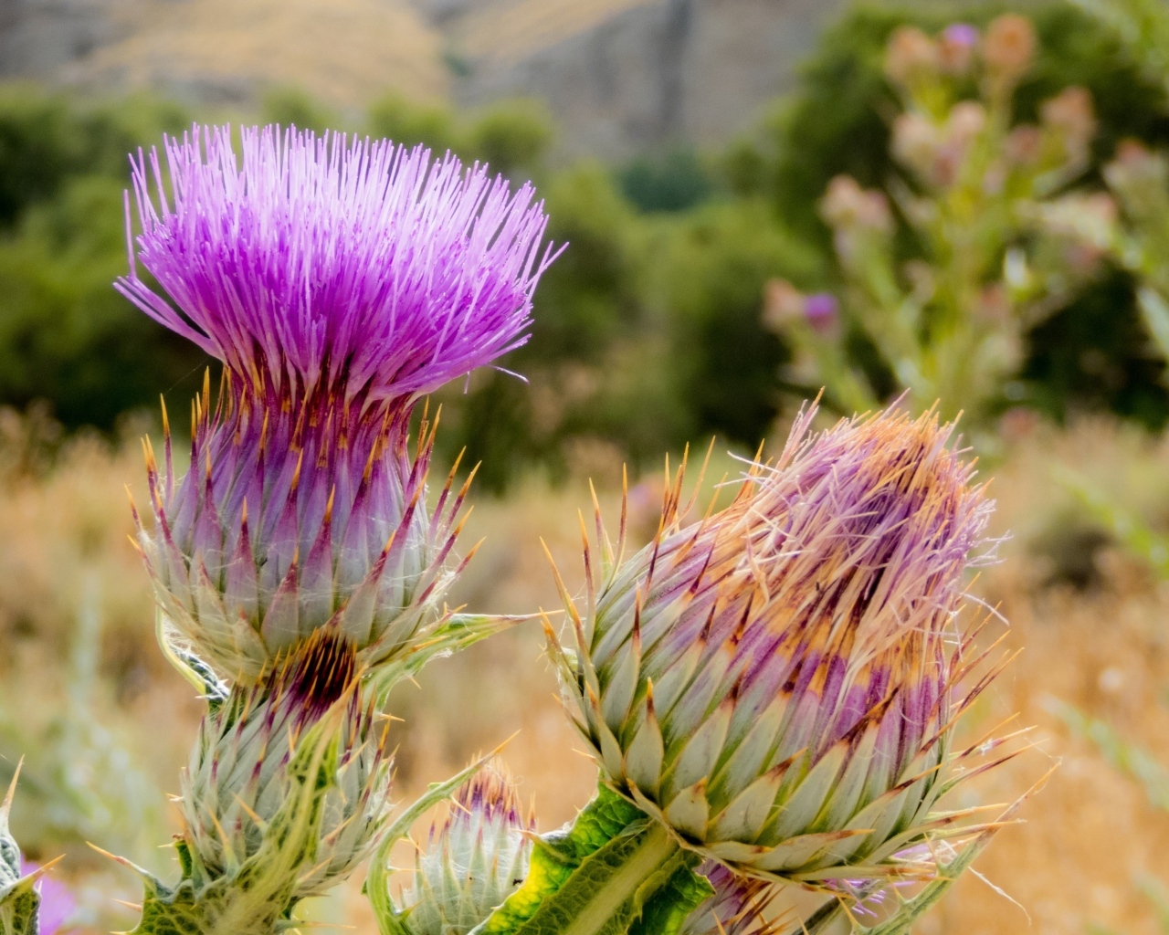 Два розовых колючих цветка чертополоха