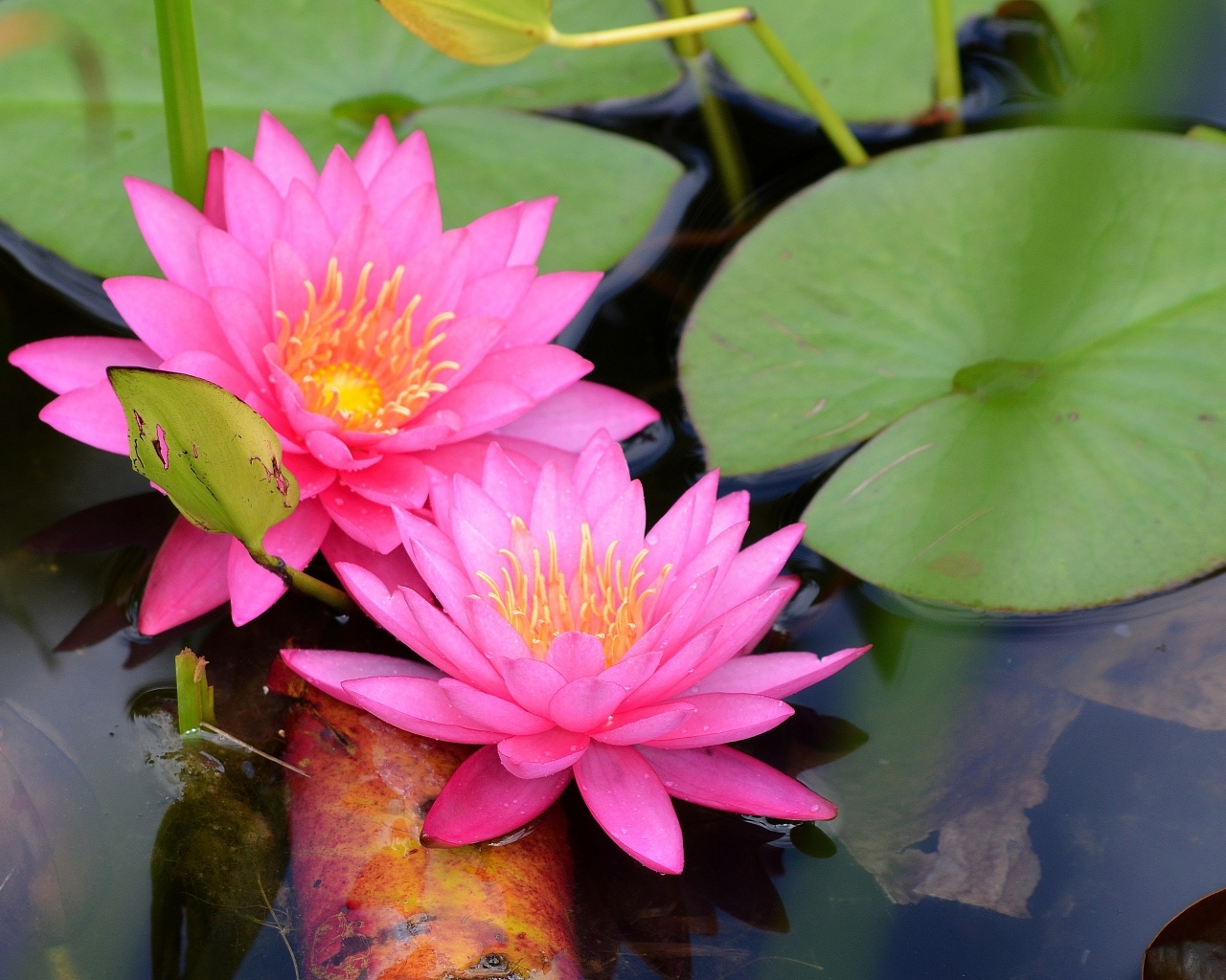 Два розовых цветка водяной лилии с зелеными листьями