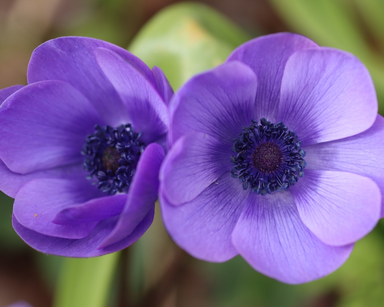 Два фиолетовых цветка анемона