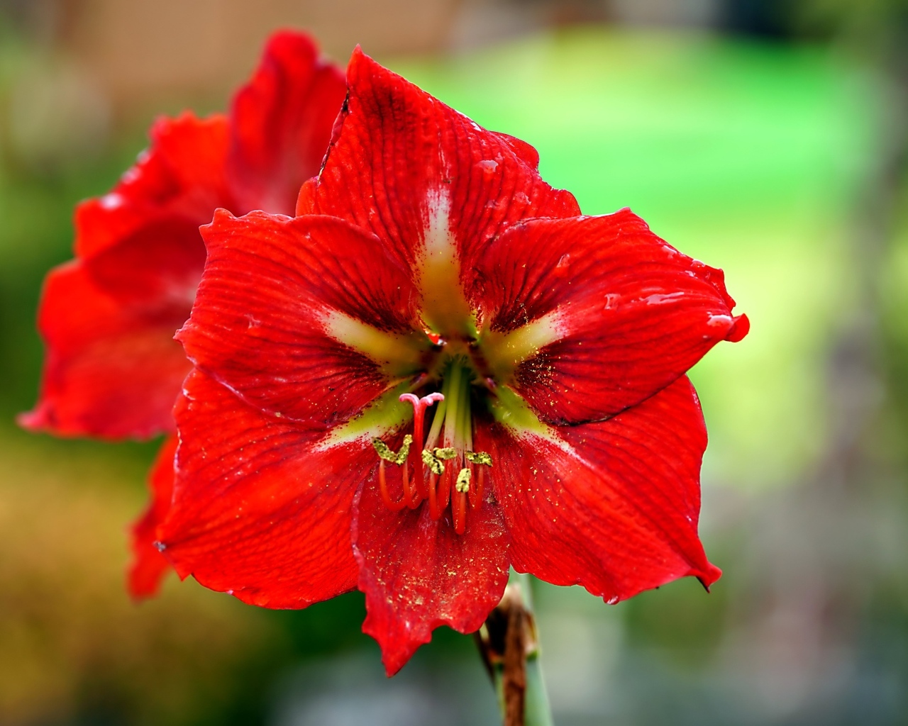 Два красных комнатных цветка амариллиса