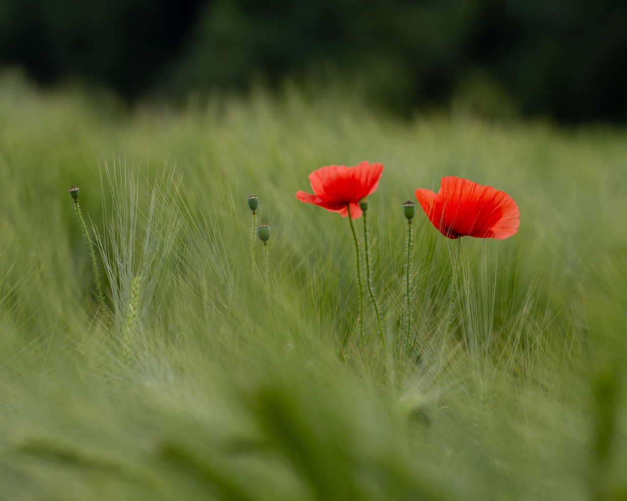 Два красных мака в зеленой пшенице