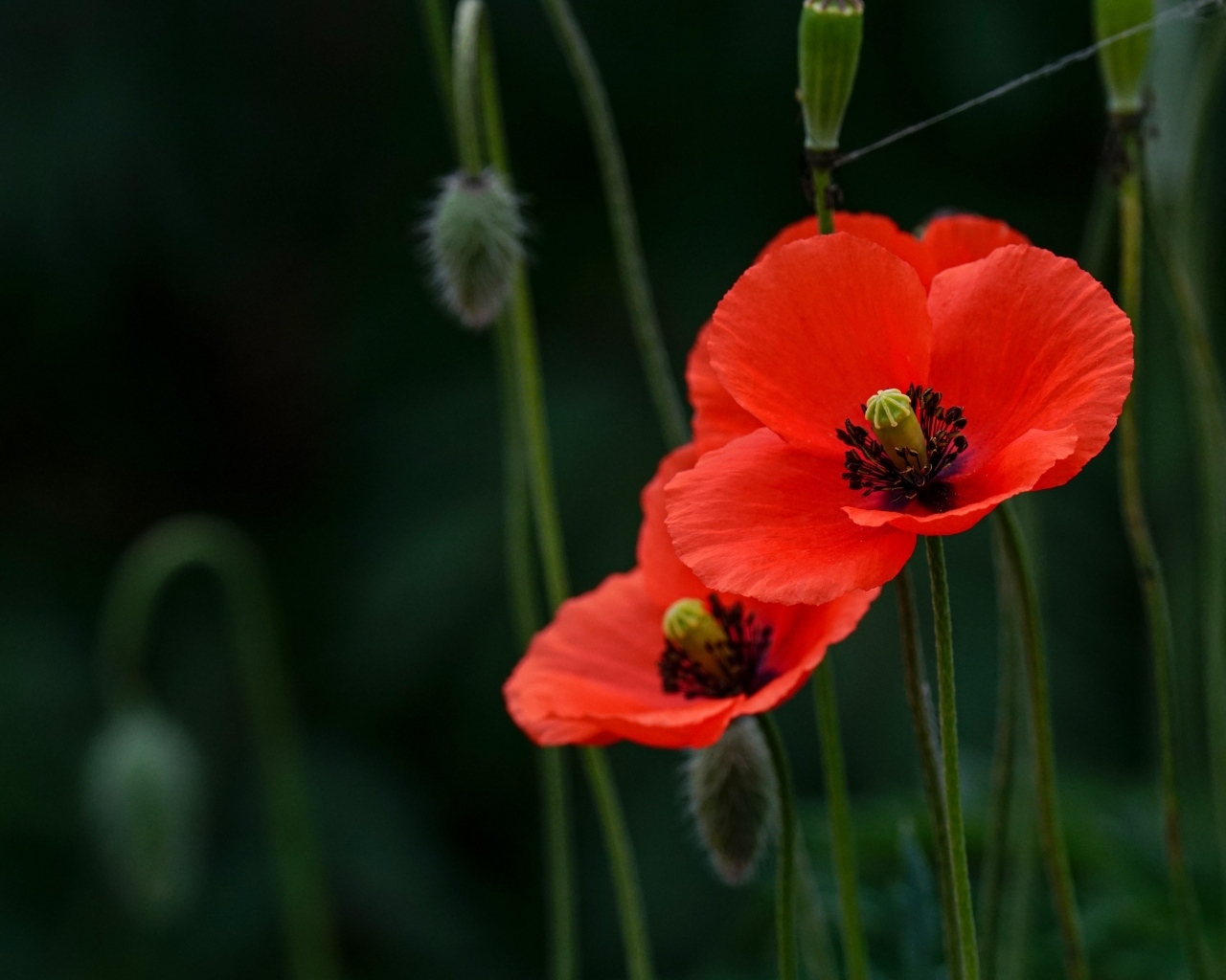 Два красных мака с бутонами в траве