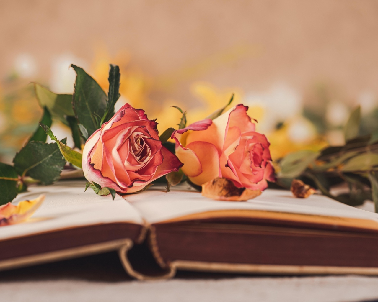 Две розы лежат на открытой книге