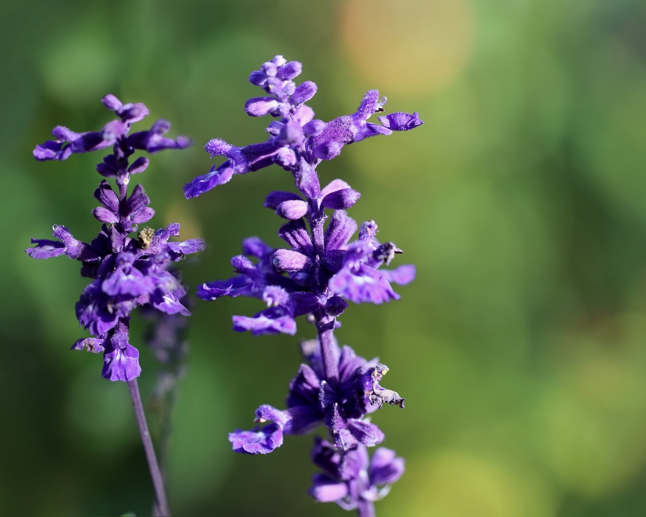 Два цветка шалфея крупным планом