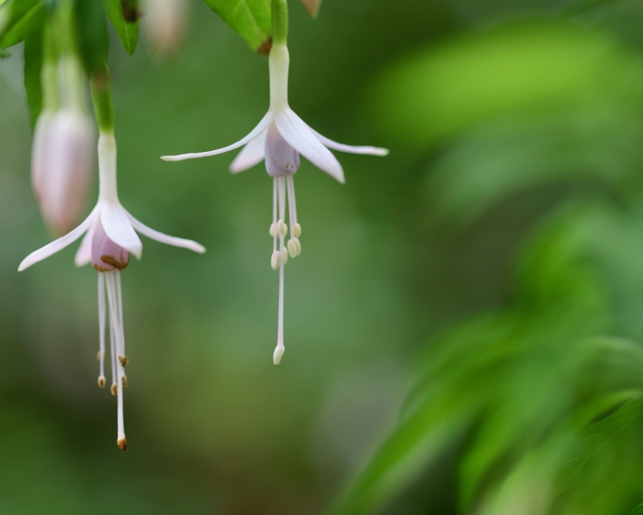 Два маленьких цветка фуксии 