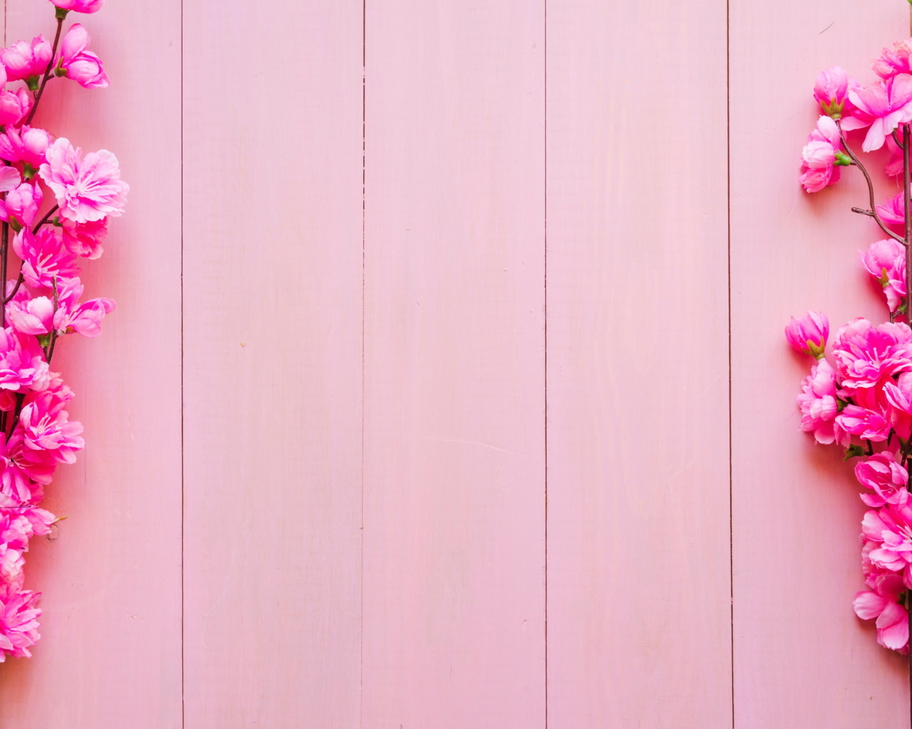 Два весенних цветка на розовом фоне