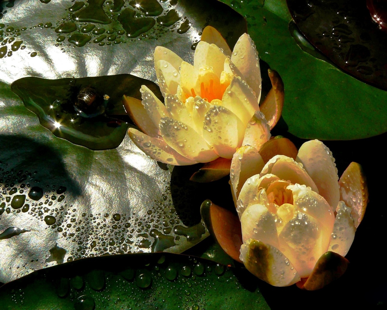 Две мокрых водяных лилии с зеленым листом в пруду