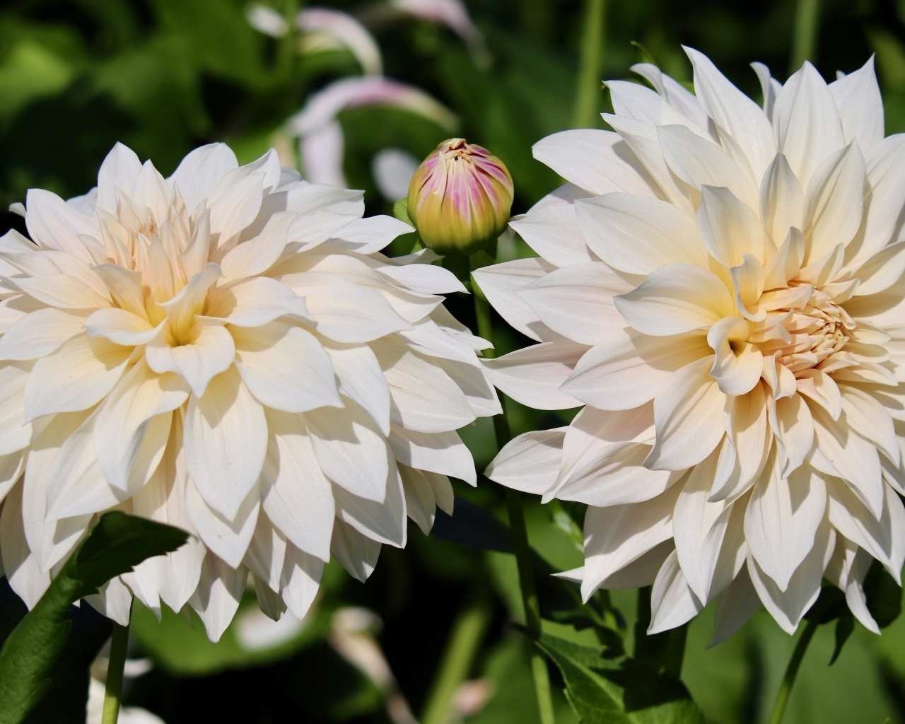 Два белых цветка георгина с бутонами крупным планом