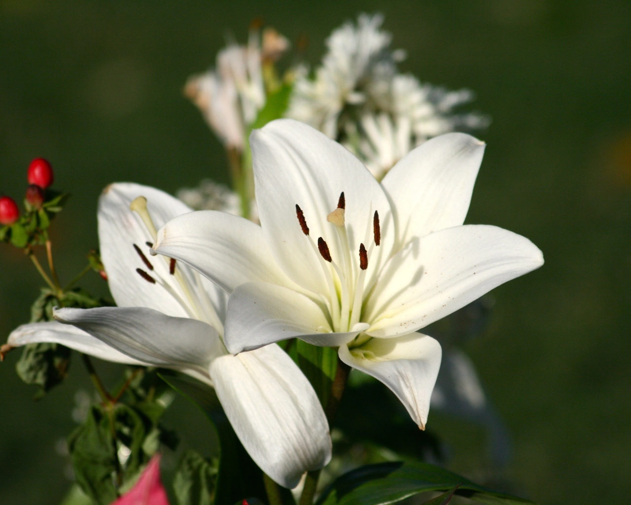 Две белые лилии крупным планом на клумбе