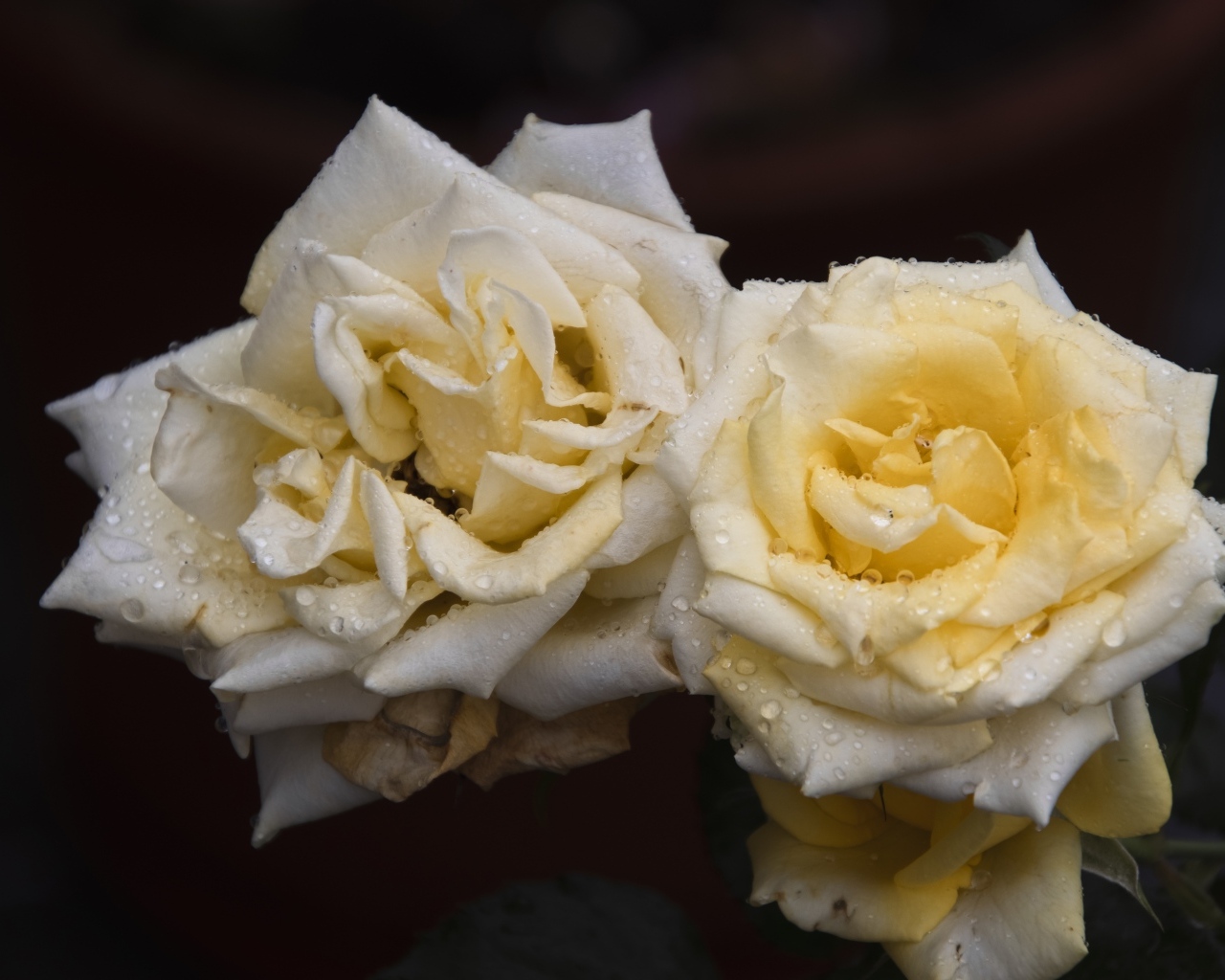 Две белые розы в каплях  росы на черном фоне