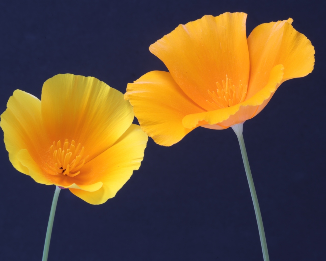 Два желтых цветка эшшольция на синем фоне