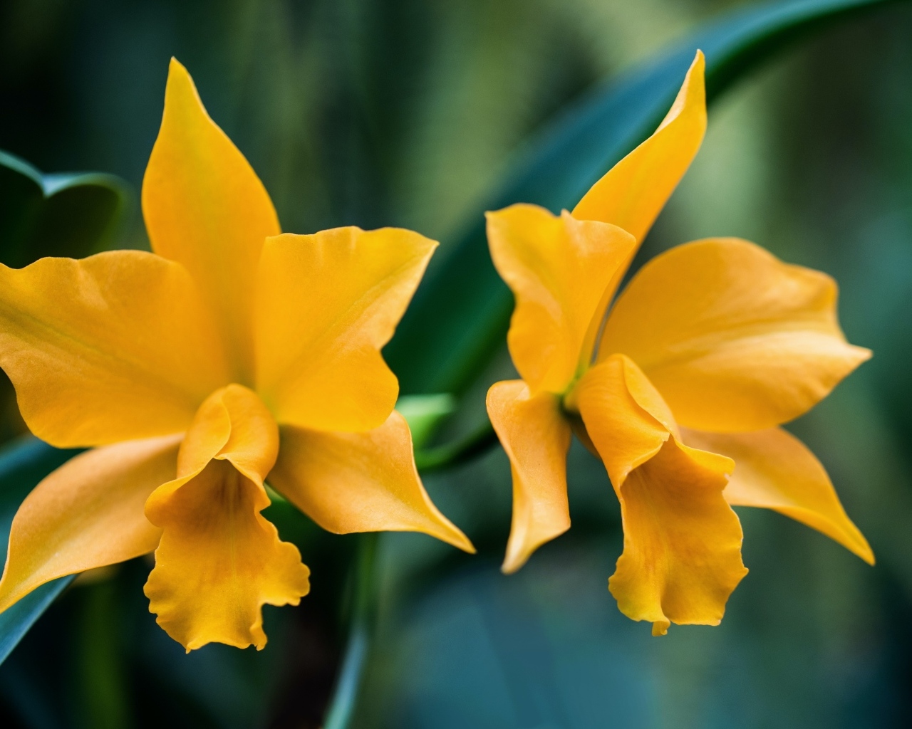 Два желтых нарцисса крупным планом