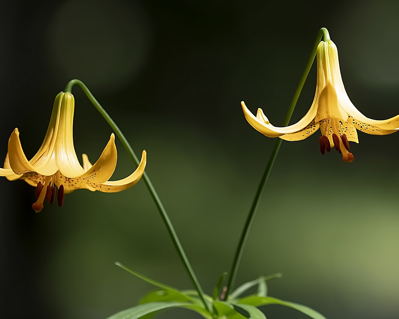 Две желтые лилии на зеленом фоне