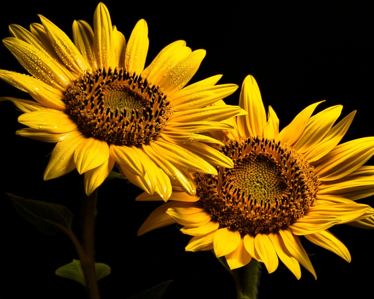 Два желтых подсолнуха на черном фоне