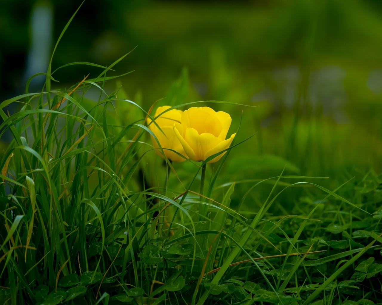 Два желтых тюльпана в зеленой траве