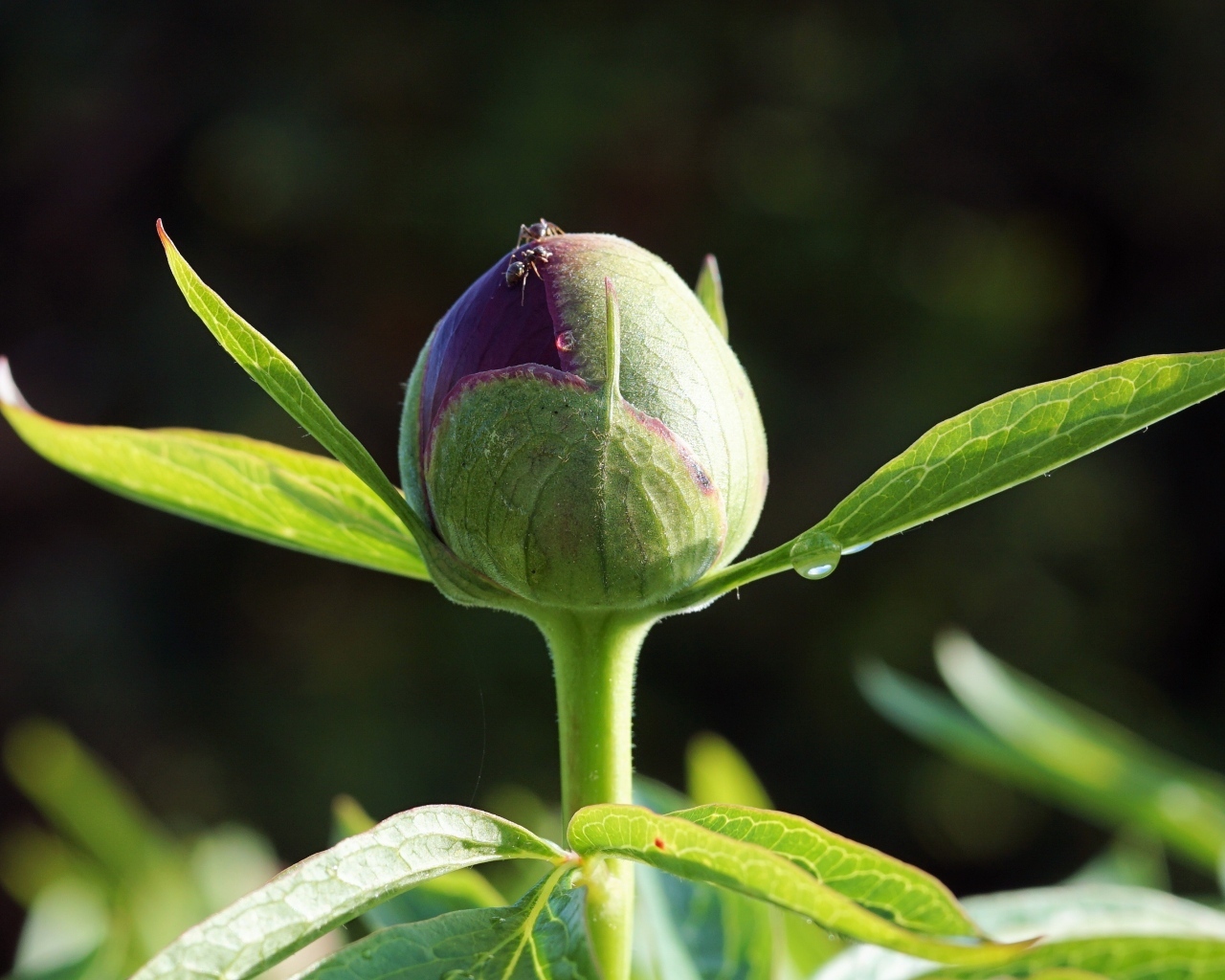 Нераспустившийся бутон пиона крупным планом