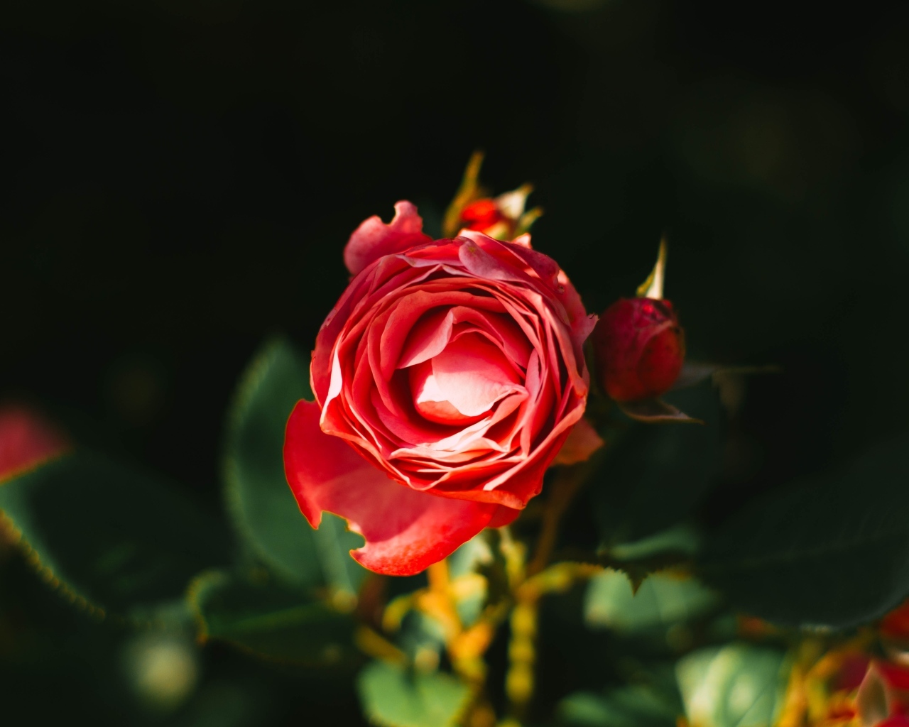 Нераспустившаяся красная роза с бутонами на клумбе