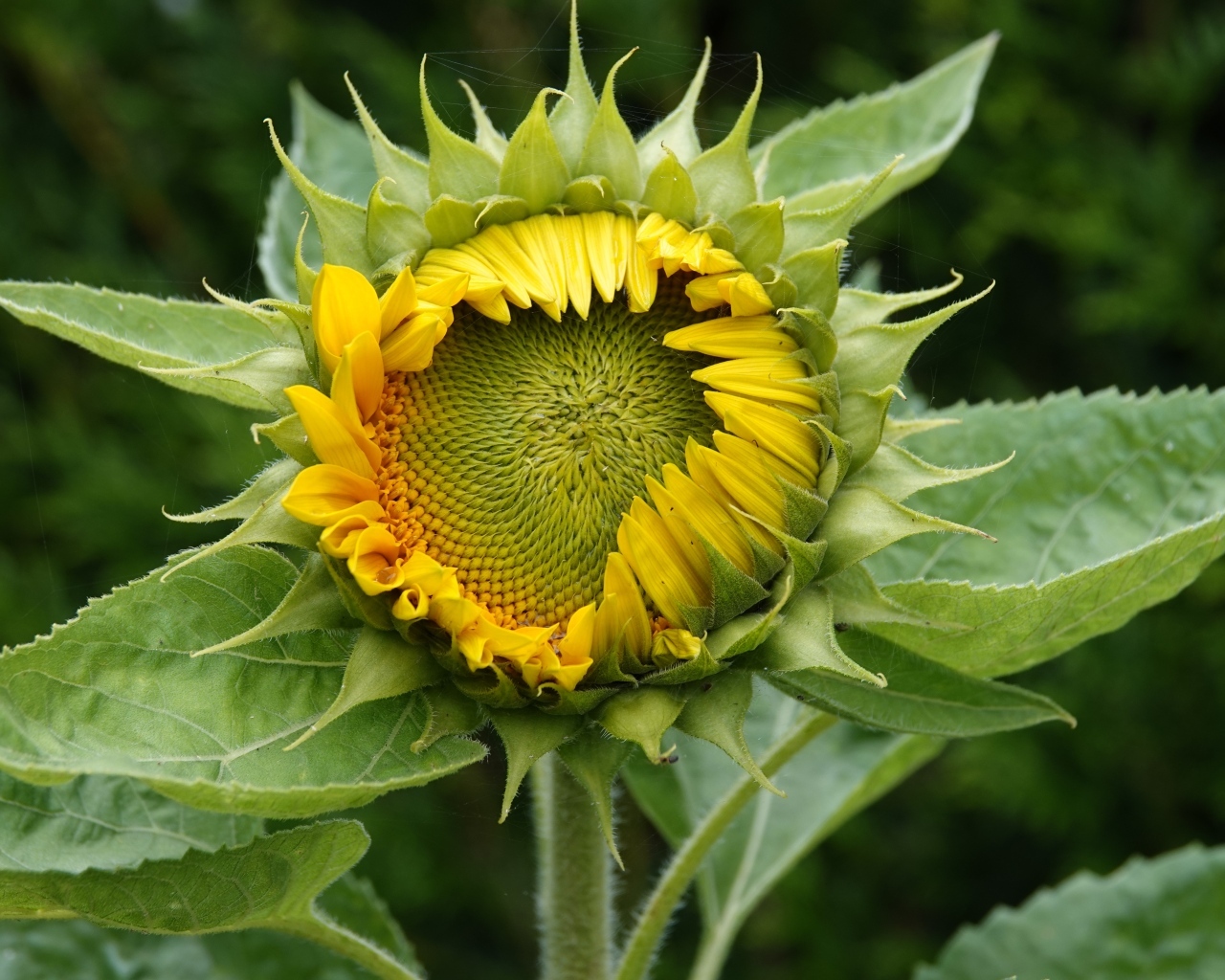 Нераспустившийся цветок подсолнуха крупным планом