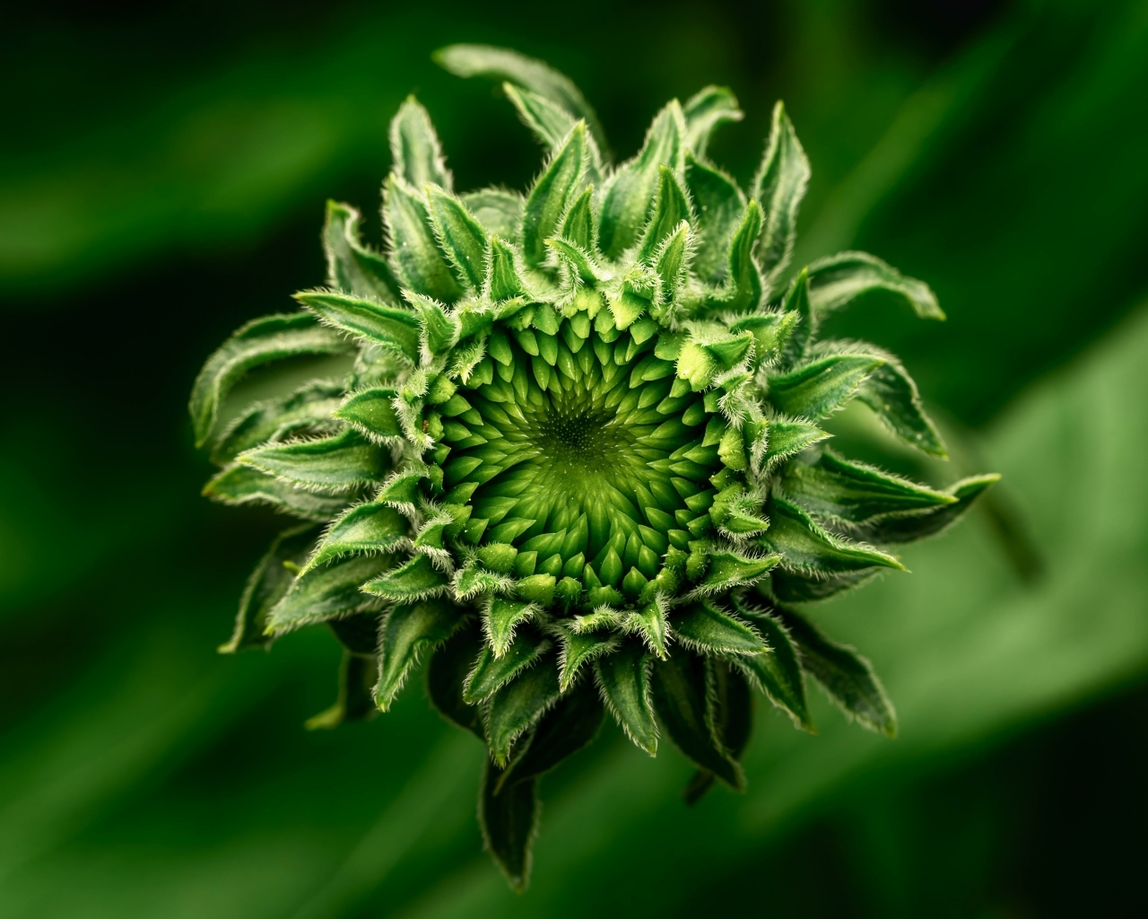 Нераспустившийся зеленый цветок