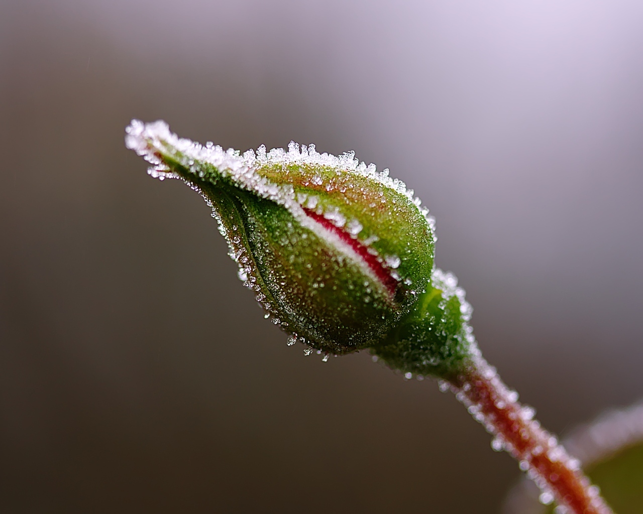 Нераспустившийся бутон розы в инее