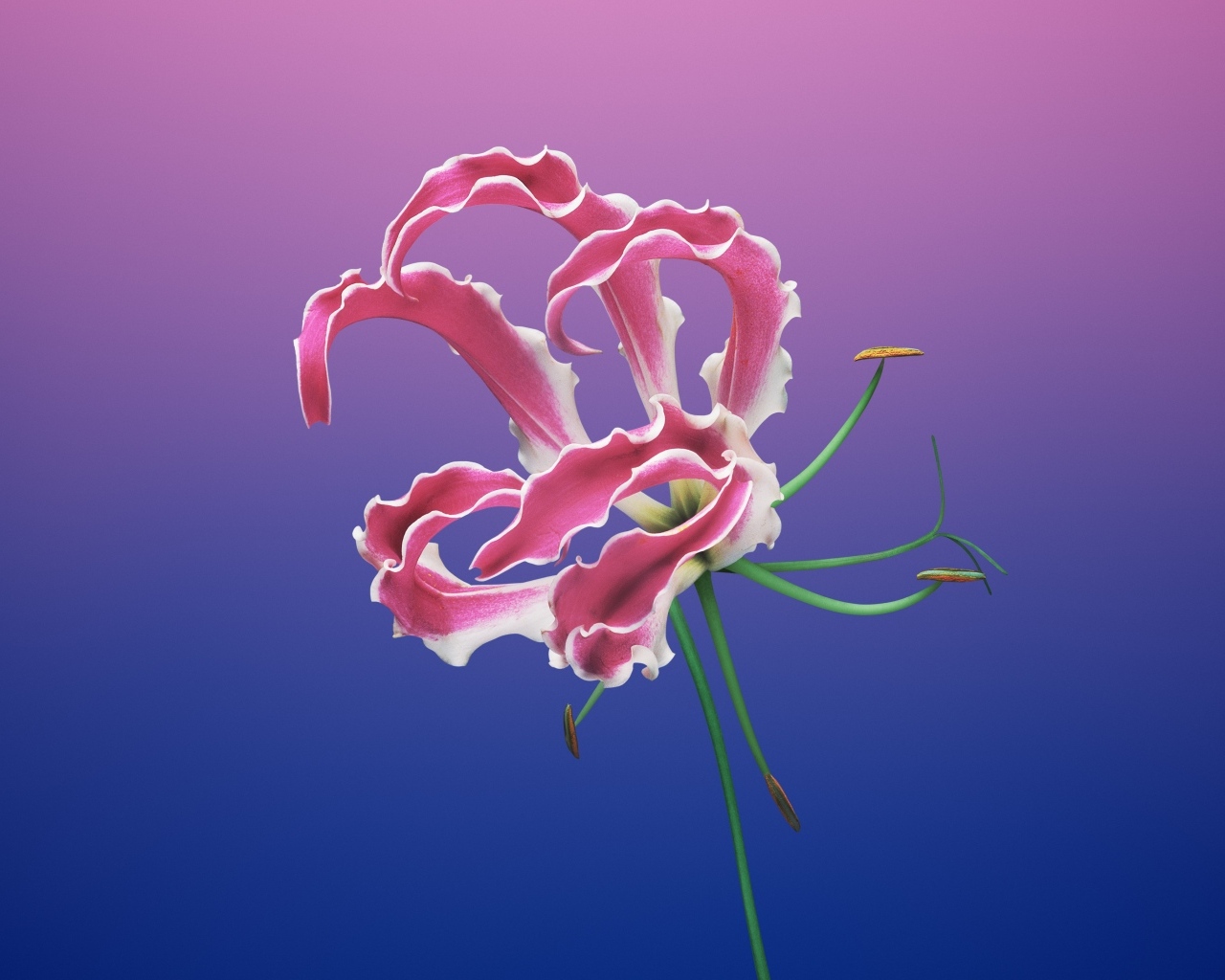 Необычная розовая лилия на синем фоне