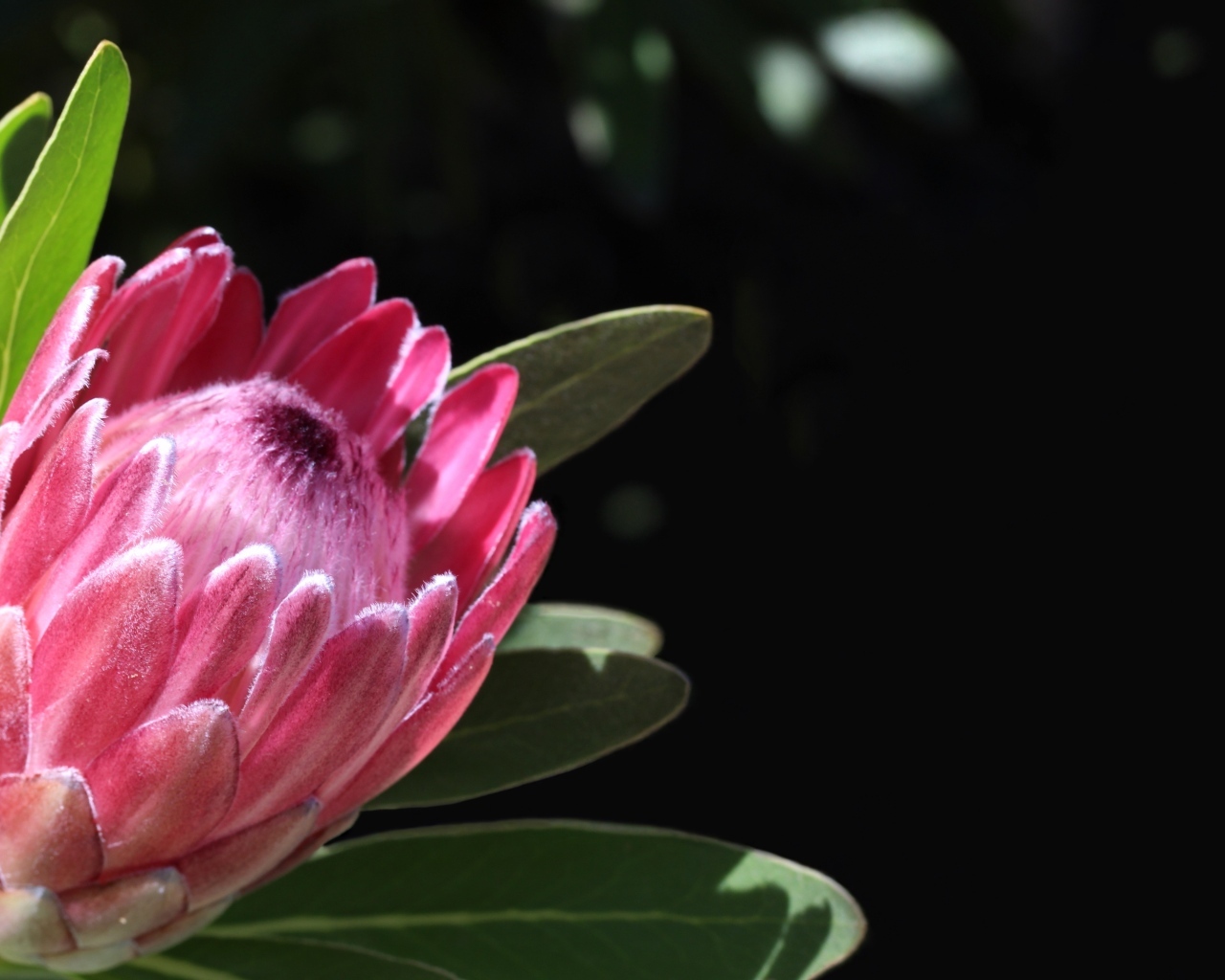 Необычный розовый цветок протея