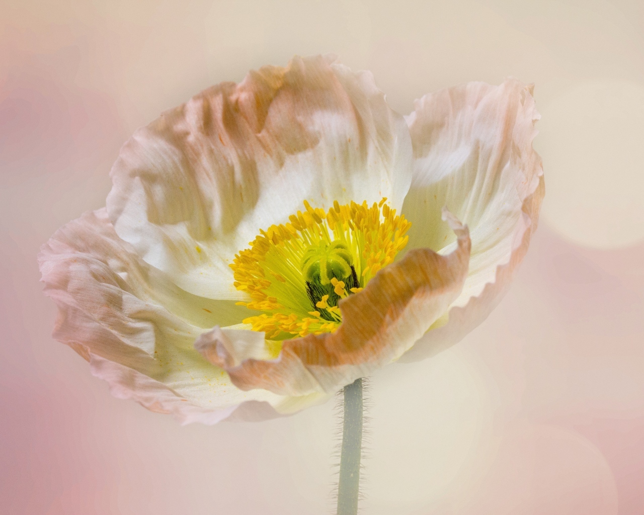 Необыкновенный цветок мака на розовом фоне