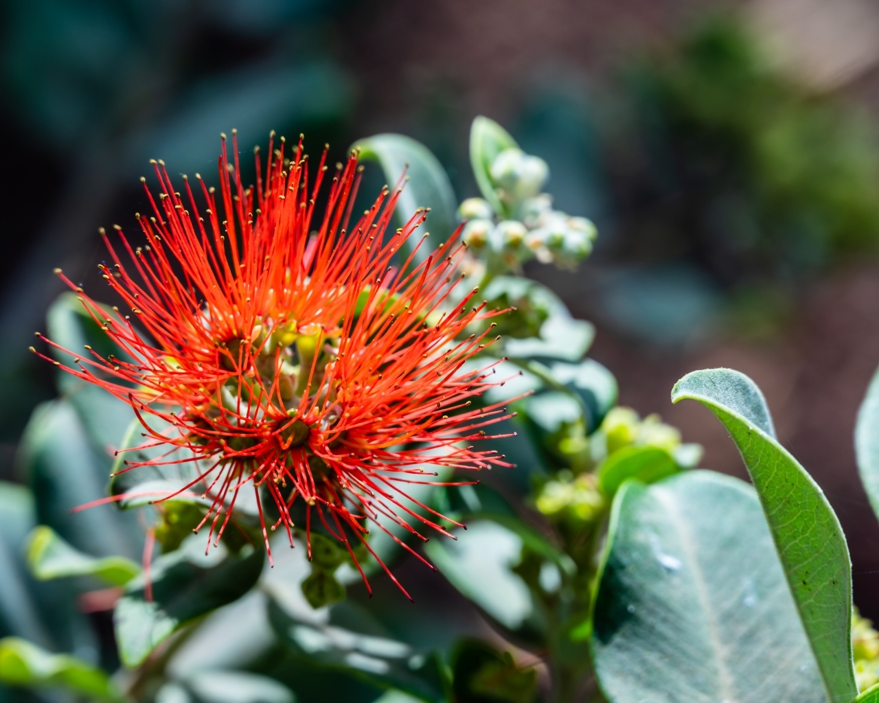 Необычный красный цветок эвкалипта крупным планом