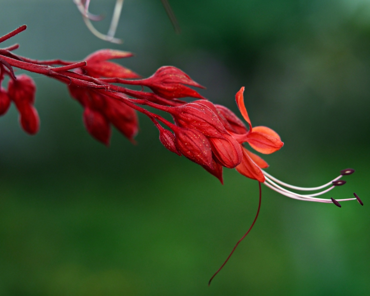 Необычный красный цветок на зеленом фоне