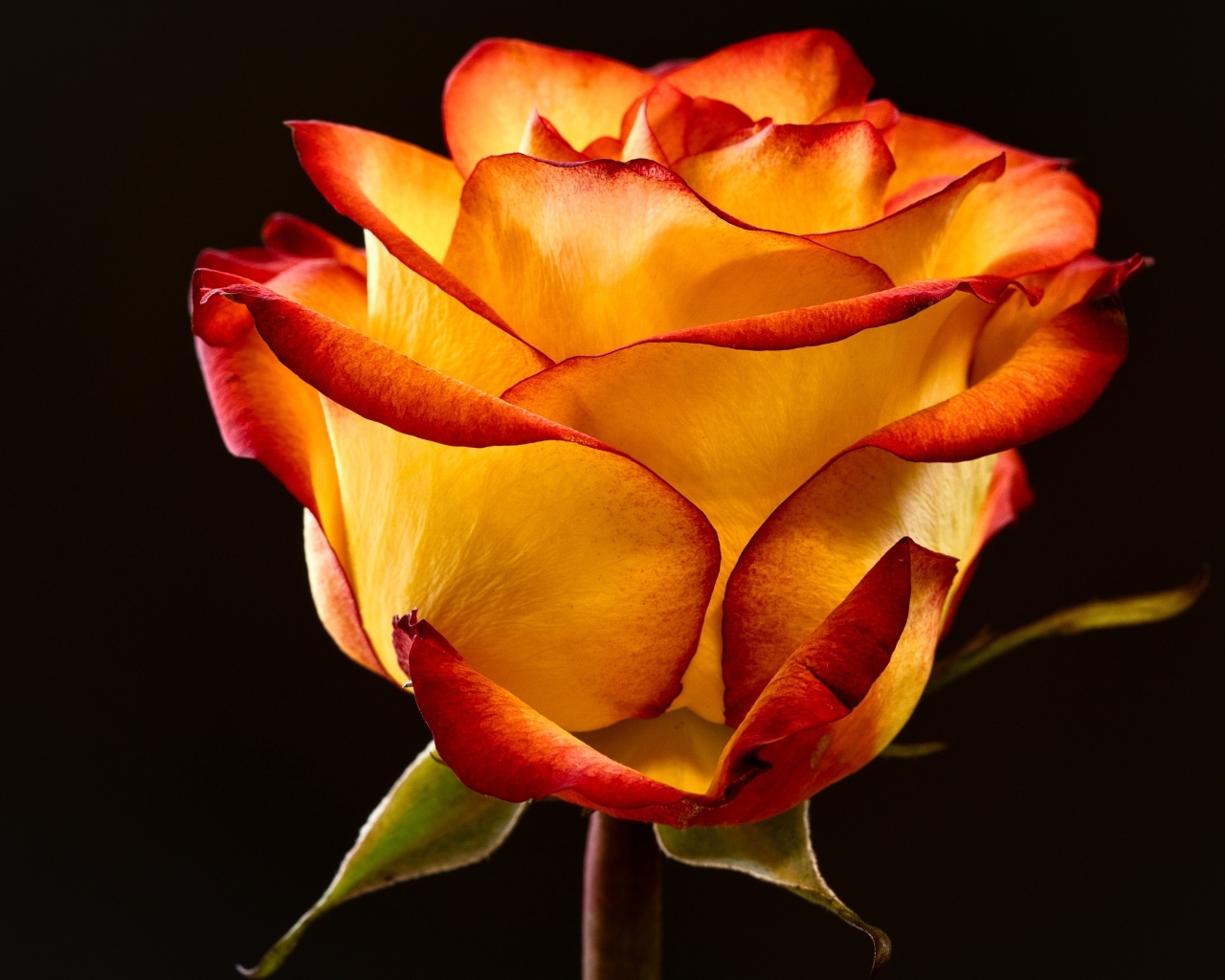 Необычная роза на черном фоне крупным планом