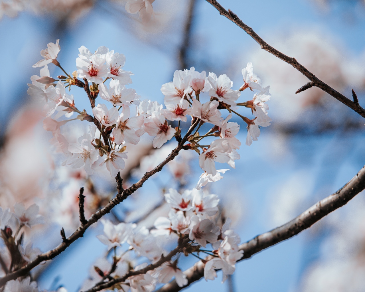 Буйное цветение абрикоса весной
