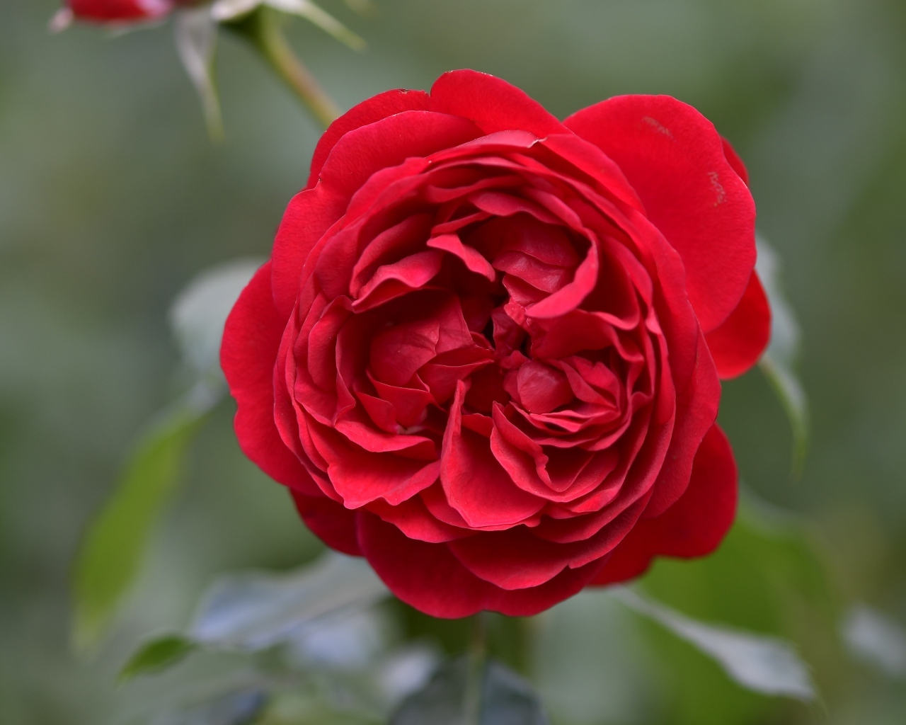 Вид на пышную красную розу