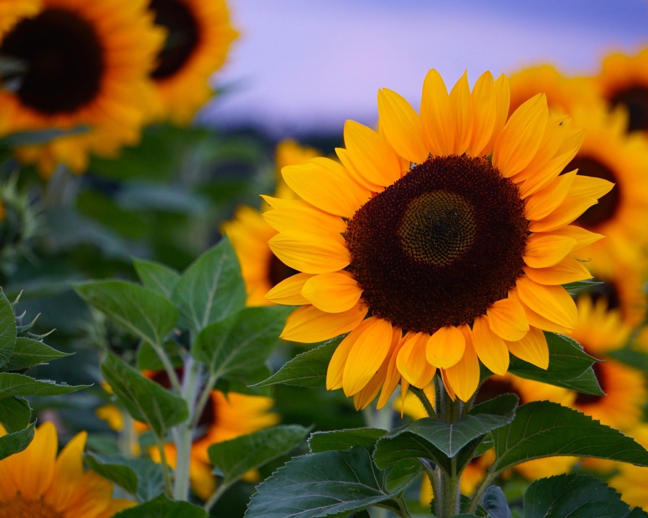 Теплые желтые подсолнухи на поле