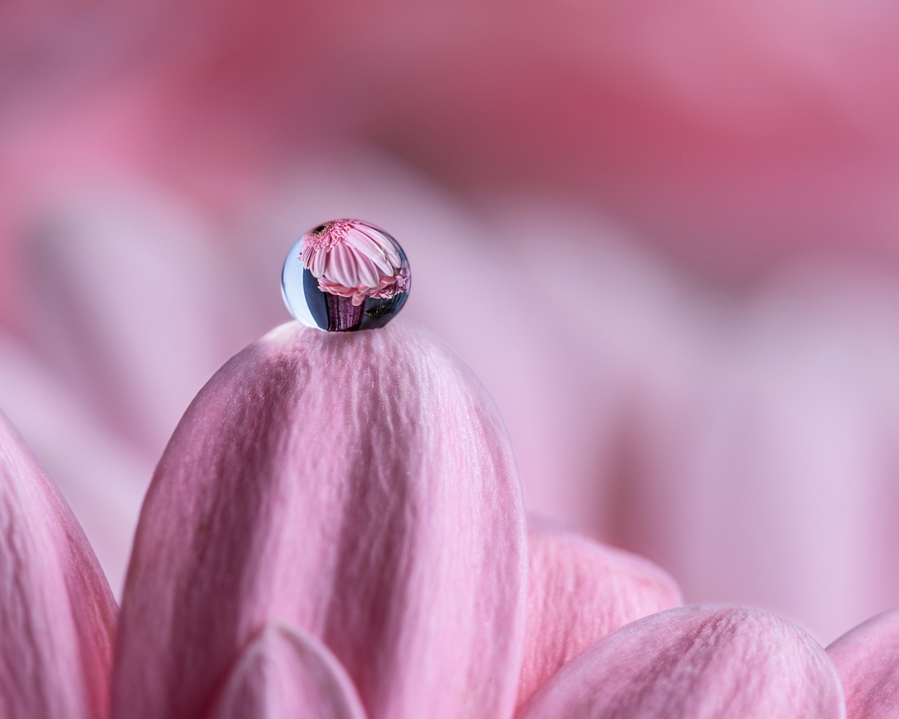 Капля воды на розовом лепестке