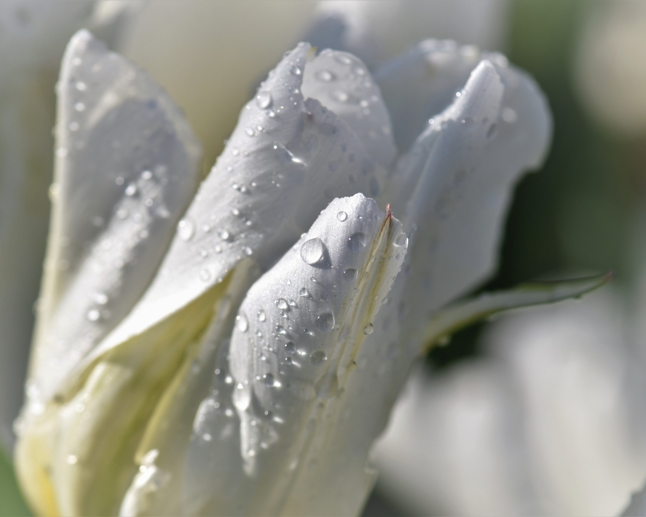 Капли воды на белых лепестках тюльпана