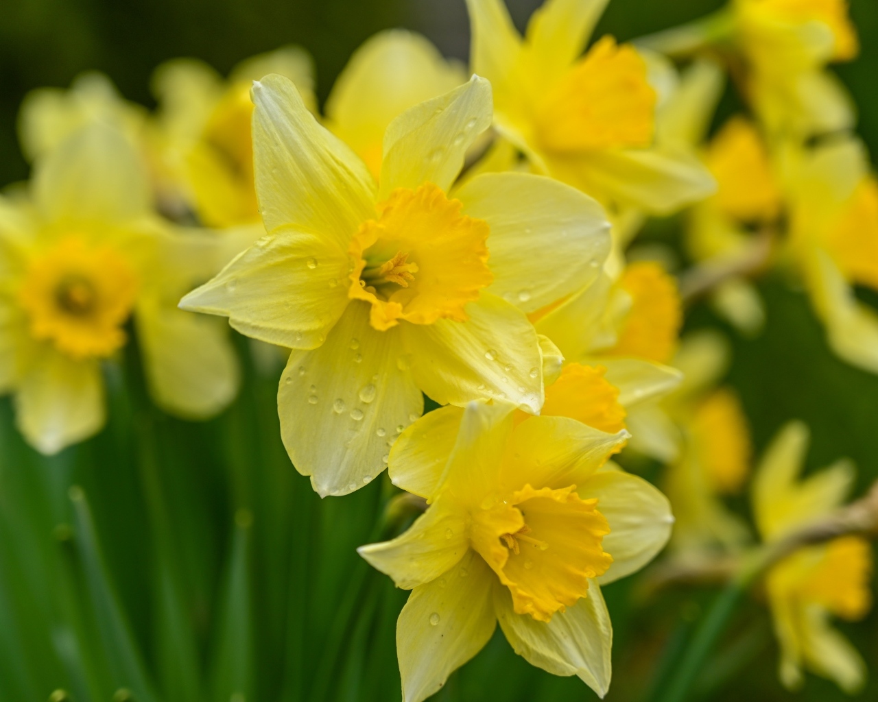 Мокрые желтые нарциссы на клумбе