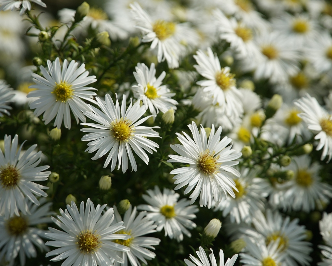 Белые цветы сентябринка крупным планом