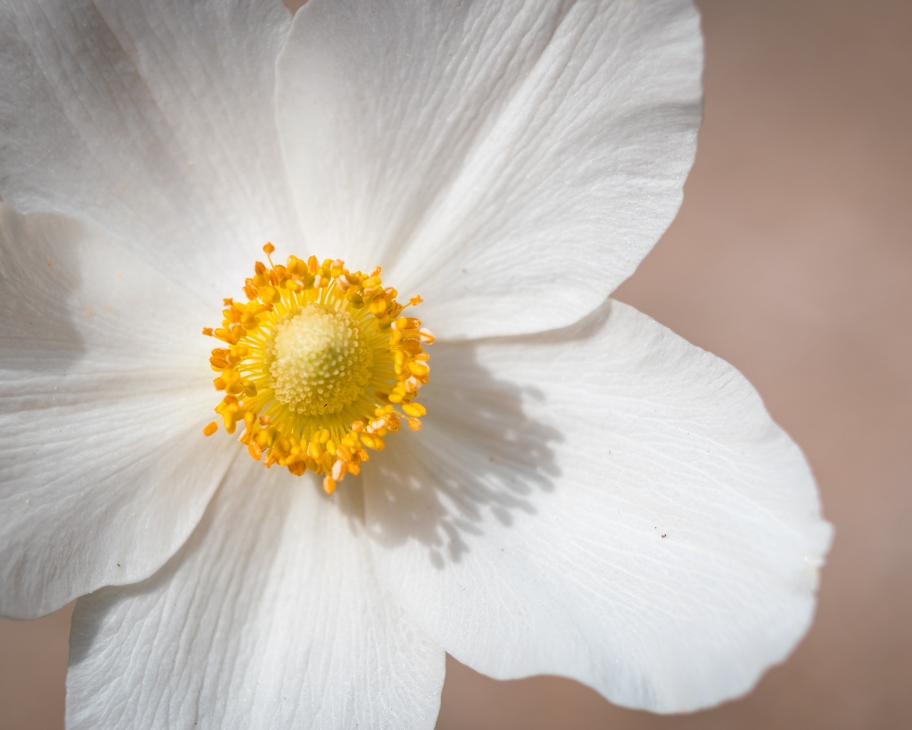 Белый цветок анемоны крупным планом