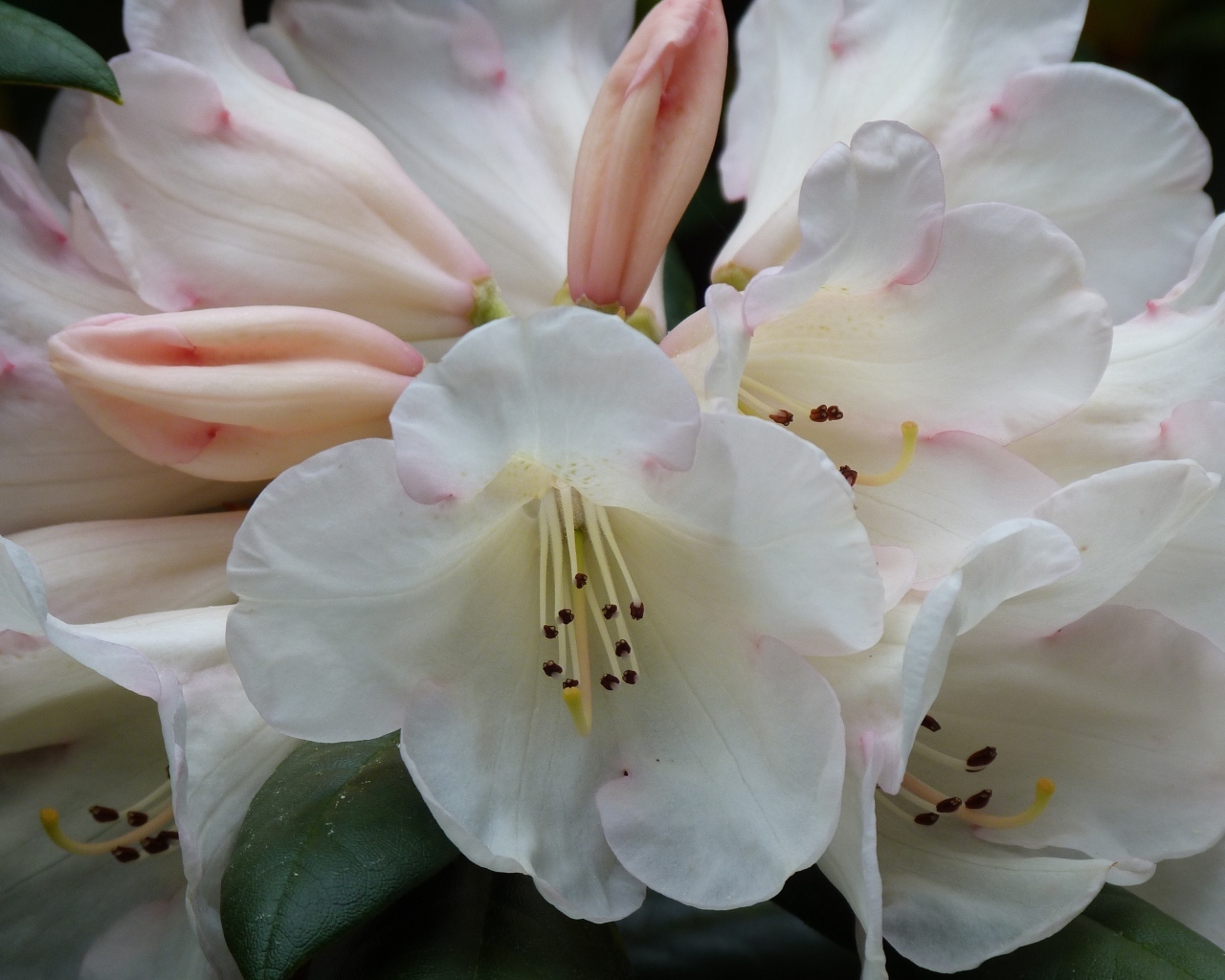 Белые цветы азалии крупным планом