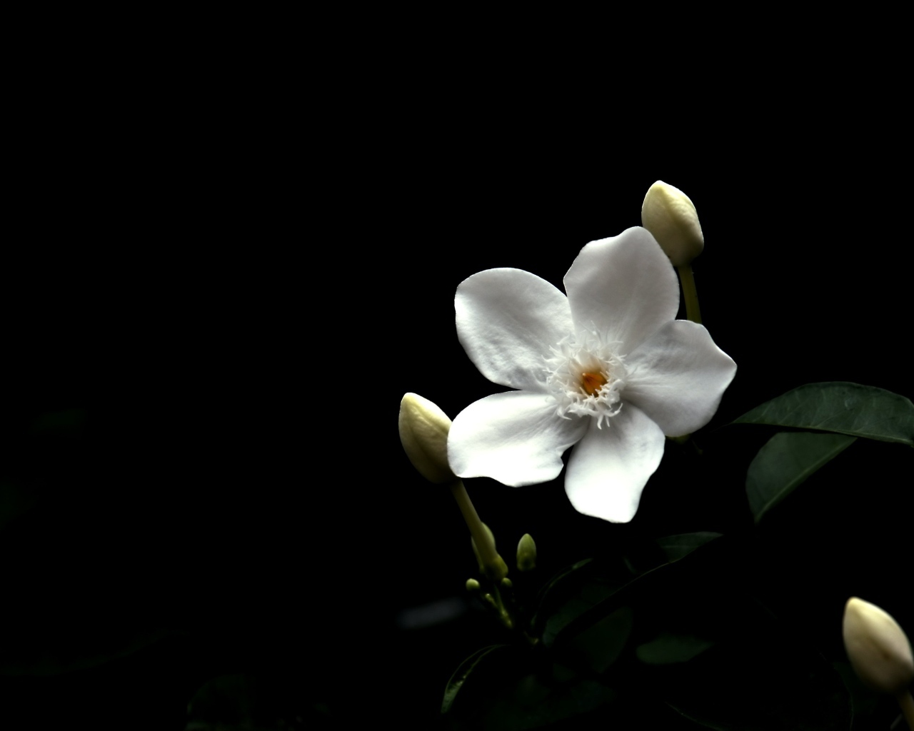 Белый цветок бальзамина с бутонами на черном фоне