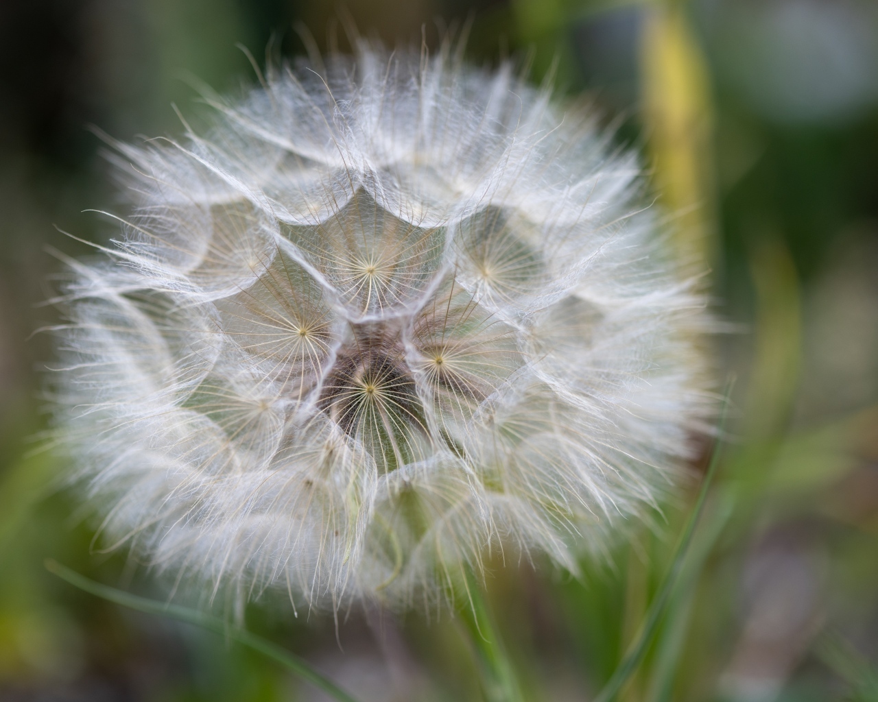 Белый красивый одуванчик крупным планом