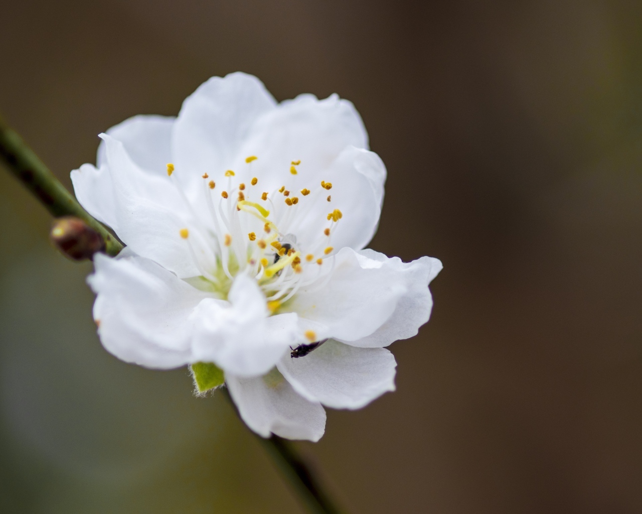 Белый красивый цветок на ветке дерева весной