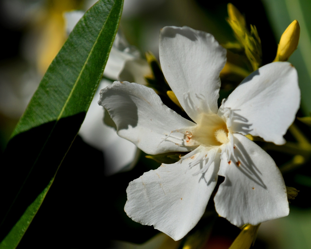 Белые красивые цветы олеандр