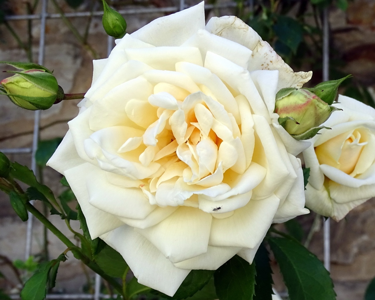 Белый красивый цветок розы с бутонами