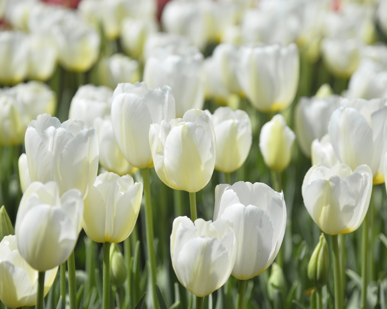 Белые красивые цветы тюльпана на клумбе