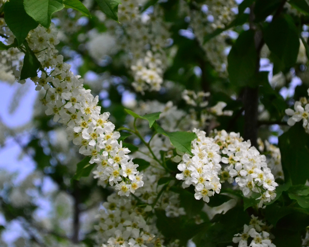 Белые цветы черемухи на ветках весной