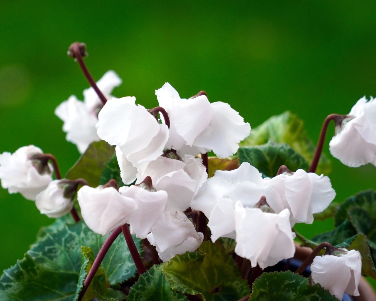 Белый цветущий комнатный цветок цикламен