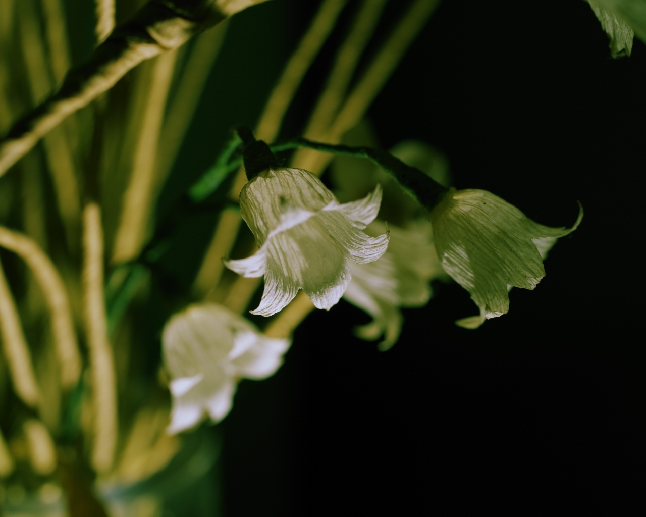 Белые цветы колокольчика крупным планом